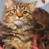 Beautiful  Maine Coon kittens