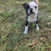 Purebred Boston Terrier