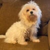 Adult Maltese 7-8 years of age for adoption