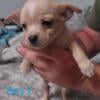 5 Chihuahua puppies 