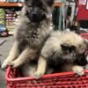 Keeshond 12 week old puppies AKC