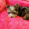 Tiny Chocolate Merle Yorkie