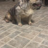 French bulldog fluffy L4