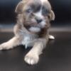 Imperial AKC Shih Tzu Puppies