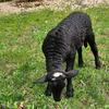 4 Katahdin lambs 