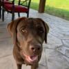 Chocolate Labrador Retriever