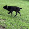 Cane Corso puppies coming soon