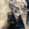 Black German Shepherd puppies