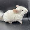 Baby chinchillas, Tan white, ebony, mosaic