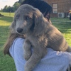 Weimaraner puppy Longhair