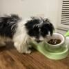 Adorable Havanese baby boy pup