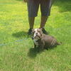 American Bully Female