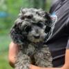 Indigo - F1B Female-  Ohio Cockapoo  - Shipping Available! - Non Shedding - Hypoallergenic