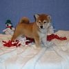 Shiba Inu Puppies Available