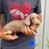 AKC miniature isabelle male Dachshund puppy