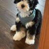 Mini bernedoodle looking for home