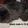 Persian Kittens - Black - Black Smoke Males CFA
