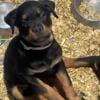 Rottweiler puppies for sale