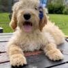 F2 Female Goldendoodle Puppy - LUCY