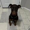 Male Doberman