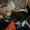 Chihuahua Puppies 8 weeks old