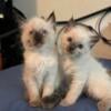 Two Ragdoll kittens available