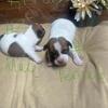 Shorty Jack Russell pups