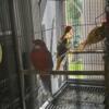 5 Red fiery rosellas and cinnamon rosellas