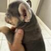 French bulldog puppy