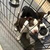 Pocket/Micro Bully 