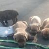 Cane Corso pups 4sale