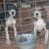 Treeing walker pups