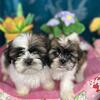 CKC IMPERIAL SHIH TZU