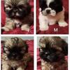 Shih Tzu puppies