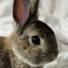 Holland Lop & Netherland Dwarf Bunny Rabbits!