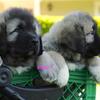 Purebred Co pup 2 female and 5 male