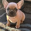 FRENCHIE PUPPIES D.O.B 2.3.23