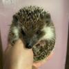 Female Hedgehog Looking for Her New Home