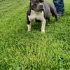 Stunning blue tri girl