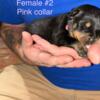 Full blooded German Rottweiler puppies