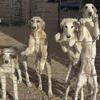Borzoi-Greyhound Puppies