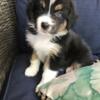 Pure bred Australian shepherd puppy