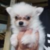 White, female pomapoo puppy looking for forever home