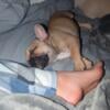 French bulldog female