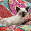 Beautiful blue eyed Siamese kitten