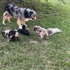 Mini Aussie pups excellent quality!  Great temperaments