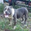 Amazing male bully pup