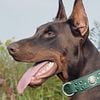 CKC registered Doberman stud dogs available Nov 20 2023