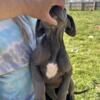 Great Danes-only 2 females left!