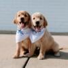 AKC Full Registration Purebred Golden Retriever Puppies in Columbia Maryland